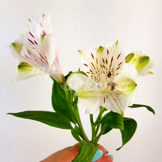 Белая альстромерия Ванкувер